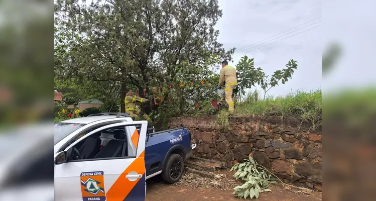 Jacaré é resgatado em zona rural no norte do Paraná
