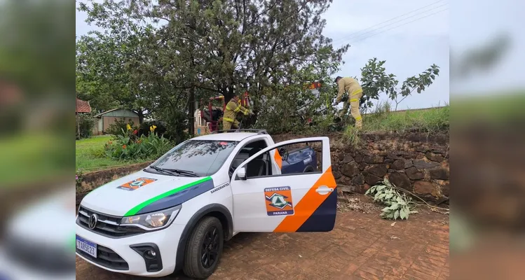Jacaré é resgatado em zona rural no norte do Paraná
