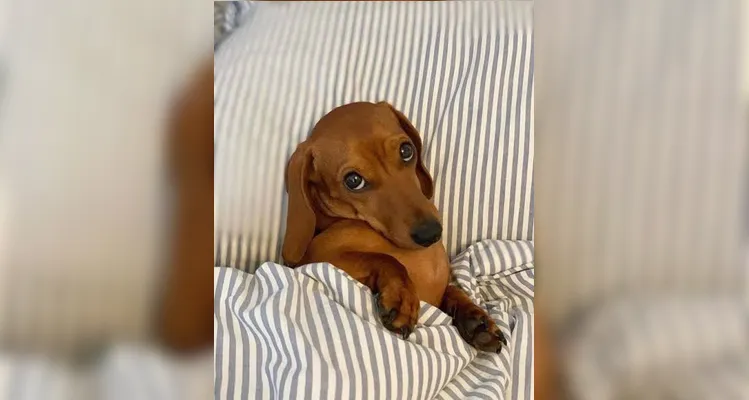 1º Encontro do Clube do Salsicha agita Ponta Grossa neste domingo