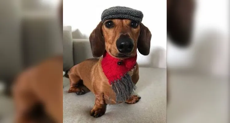 1º Encontro do Clube do Salsicha agita Ponta Grossa neste domingo