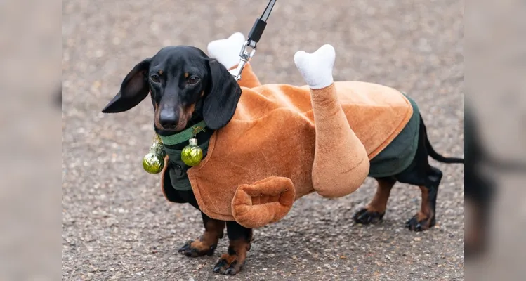 1º Encontro do Clube do Salsicha agita Ponta Grossa neste domingo