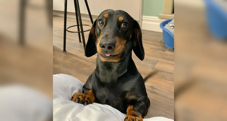 1º Encontro do Clube do Salsicha agita Ponta Grossa neste domingo