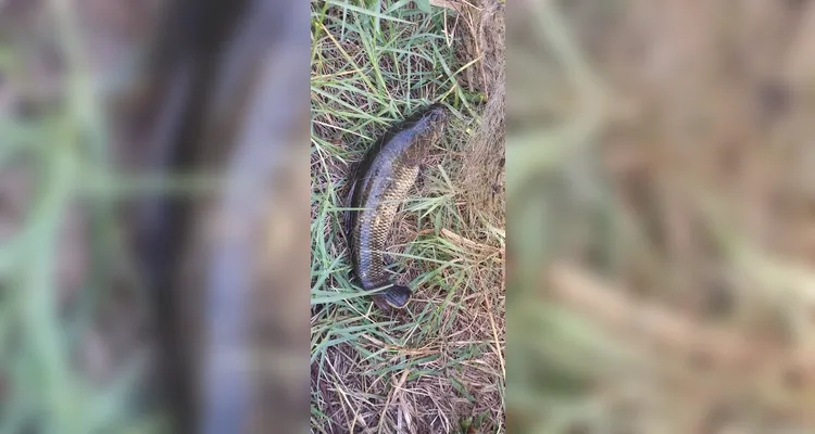 Homem foge e abandona peixes ao ser denunciado por pesca predatória em Castro