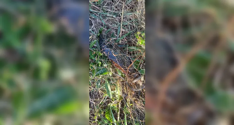 Peixes estavam vivos