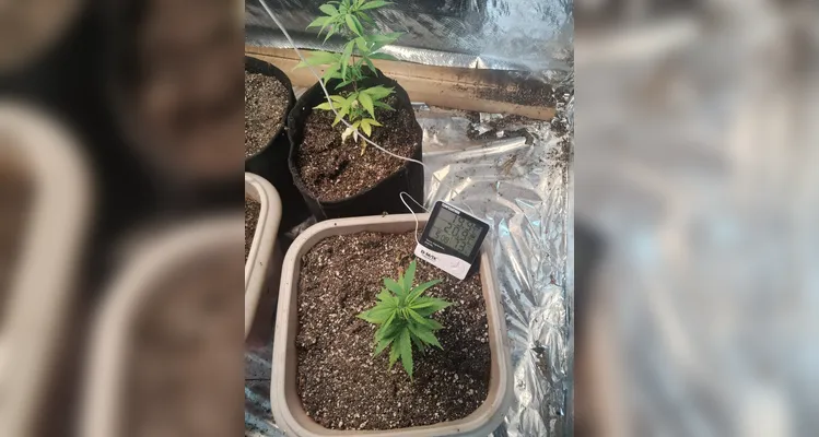 Estufa para cultivo indoor de maconha gourmet é apreendida em PG