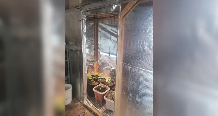 Estufa para cultivo indoor de maconha gourmet é apreendida em PG