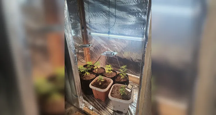 Estufa para cultivo indoor de maconha gourmet é apreendida em PG