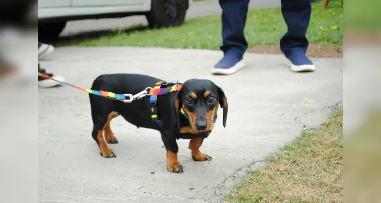 Encontro do Clube de Salsichas de Ponta Grossa ganha nova data