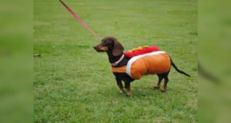 Encontro do Clube de Salsichas de Ponta Grossa ganha nova data