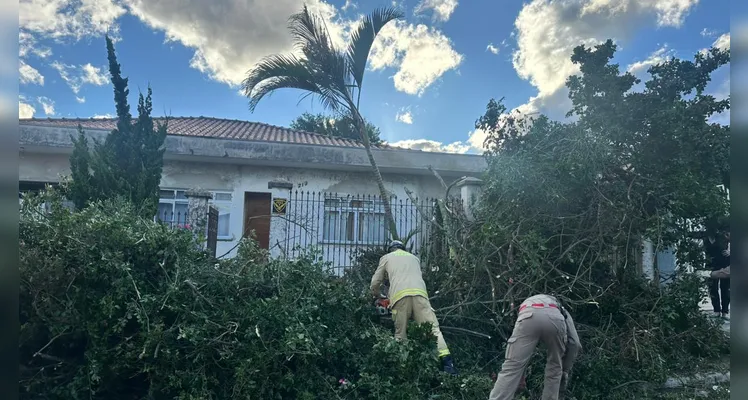 Árvores caem para fora de imóvel após rajadas de vento em Ponta Grossa