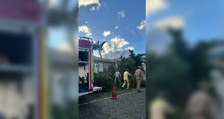 Árvores caem para fora de imóvel após rajadas de vento em Ponta Grossa