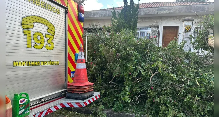 Árvores caem para fora de imóvel após rajadas de vento em Ponta Grossa