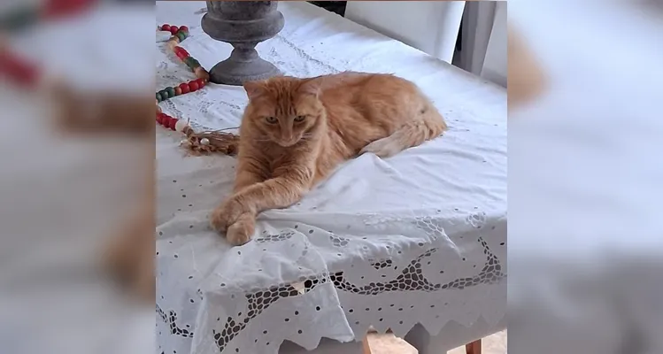 Gato laranja desaparece em Ponta Grossa e família pede ajuda