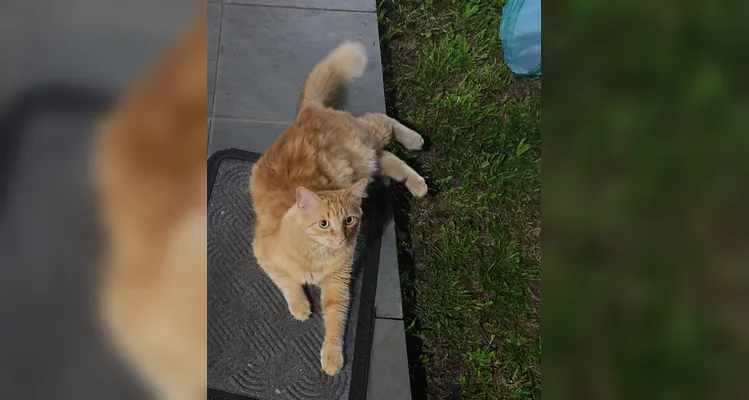 Gato laranja desaparece em Ponta Grossa e família pede ajuda