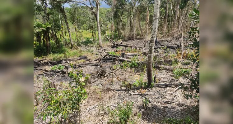Área ambientalmente protegida desmatada