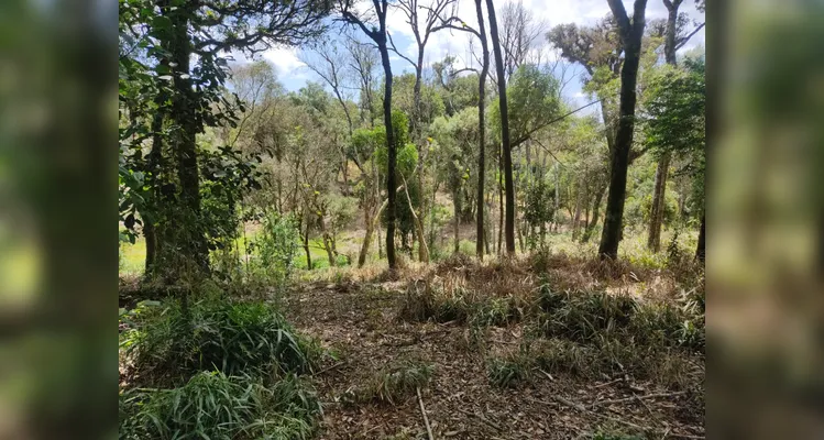 Área ambientalmente protegida desmatada