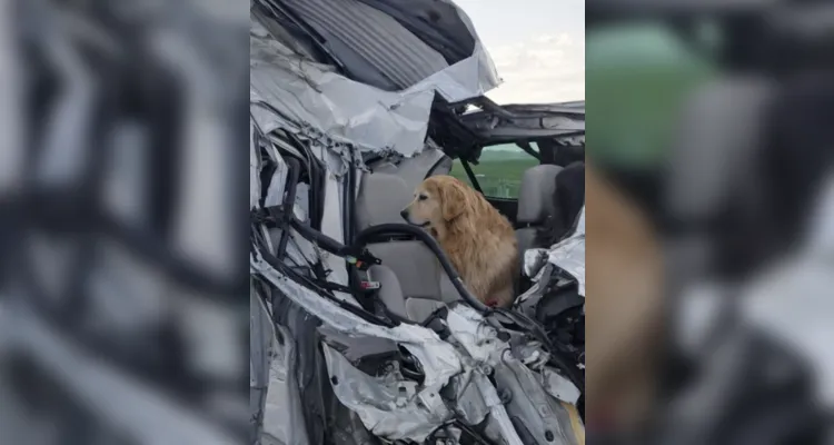 Motorista de Ponta Grossa e cachorro sobrevivem a grave acidente em Reserva