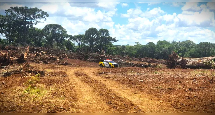 Crime ambiental: 425 Araucárias são cortadas em Guamiranga