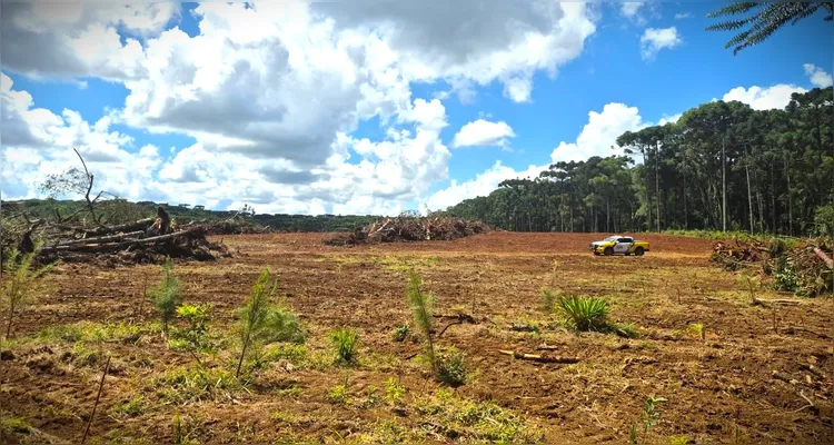 Crime ambiental: 425 Araucárias são cortadas em Guamiranga