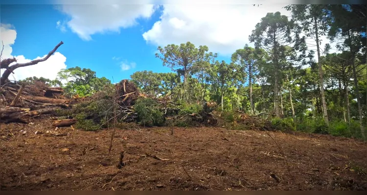 Crime ambiental: 425 Araucárias são cortadas em Guamiranga