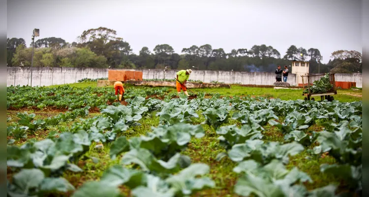 Ponta Grossa avança em projetos para inserir detentos no mercado de trabalho