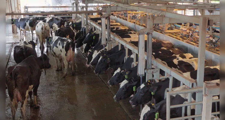 Propriedade tem um plantel de mais de 900 animais