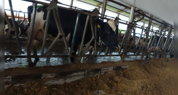 Cada animal produz uma média de aproximadamente 40 litros de leite por dia