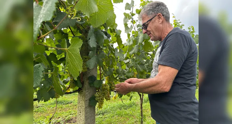 Sérgio Sozim mostra a produção de uvas do tipo Chardonnay