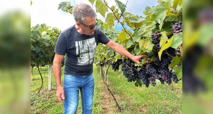Sérgio Sozim destaca a alta qualidade das uvas nesta safra