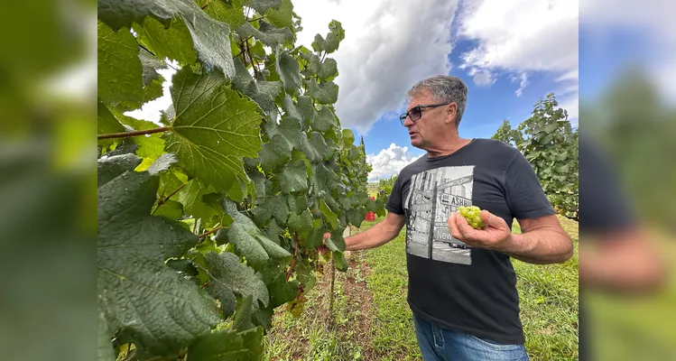 Sérgio Sozim mostra a produção de uvas do tipo Chardonnay