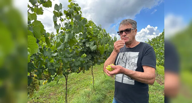 Sérgio Sozim mostra a produção de uvas do tipo Chardonnay