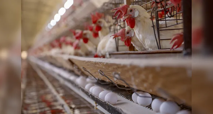 Projeto irá abranger as mais diversas áreas do agronegócio