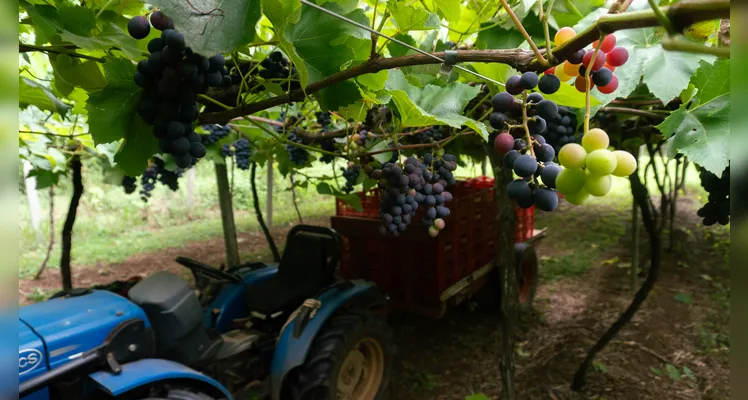 Expectativa é de colher entre 50 e 60 toneladas de uva nesta safra