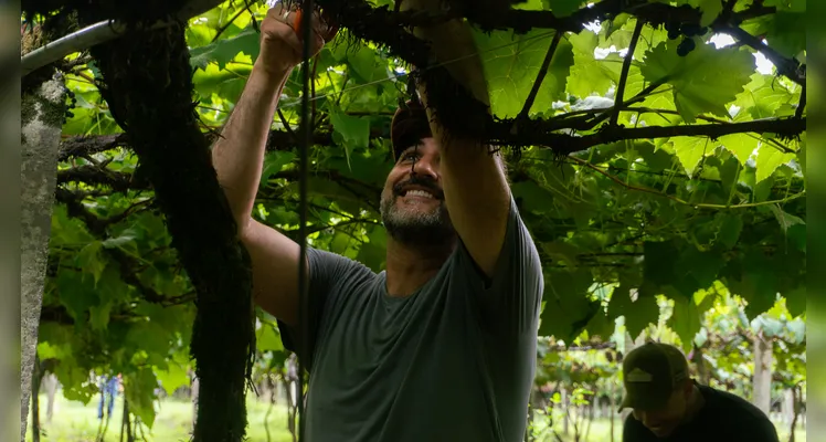Expectativa é de colher entre 50 e 60 toneladas de uva nesta safra
