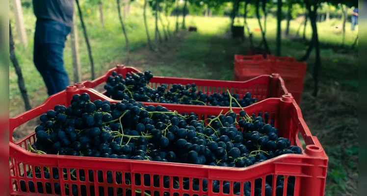 Expectativa é de colher entre 50 e 60 toneladas de uva nesta safra