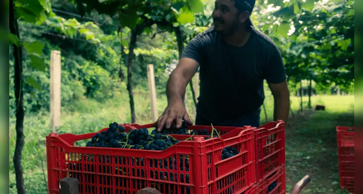 Expectativa é de colher entre 50 e 60 toneladas de uva nesta safra