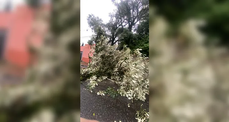 Defesa Civil registrou dez quedas de árvores até o momento