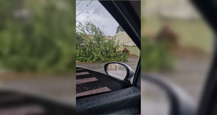 Defesa Civil registrou dez quedas de árvores até o momento