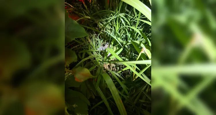 Câmeras registram mulher acompanhando suspeito antes de ser morta a pedradas em PG