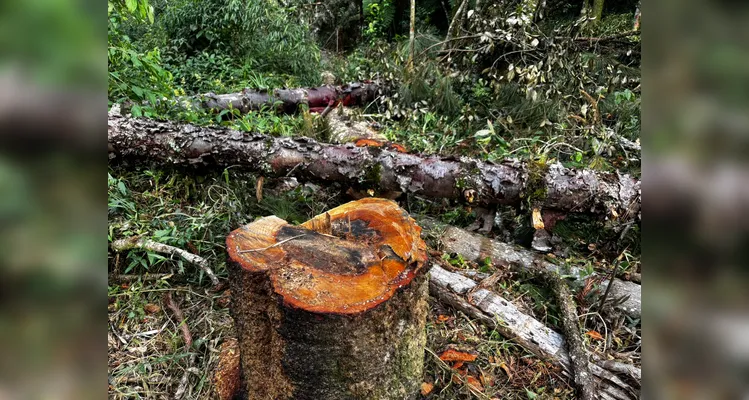 Corte irregular de araucárias resulta em multa ambiental em Teixeira Soares