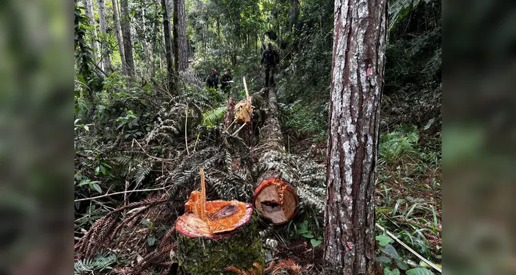 Corte irregular de araucárias resulta em multa ambiental em Teixeira Soares
