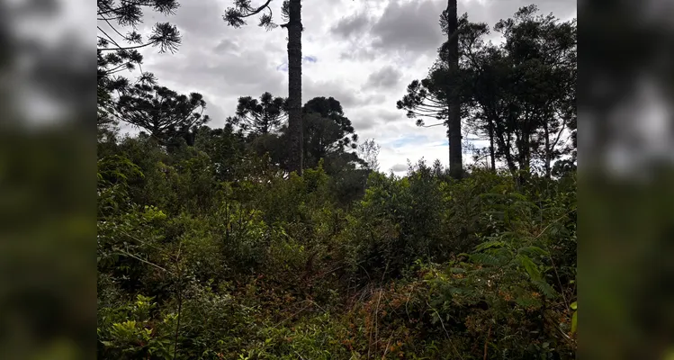 Dono de terreno usa madeira de corte irregular para construir casa e é multado no PR