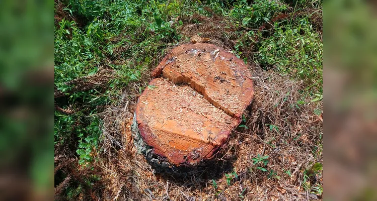 Dono de terreno usa madeira de corte irregular para construir casa e é multado no PR