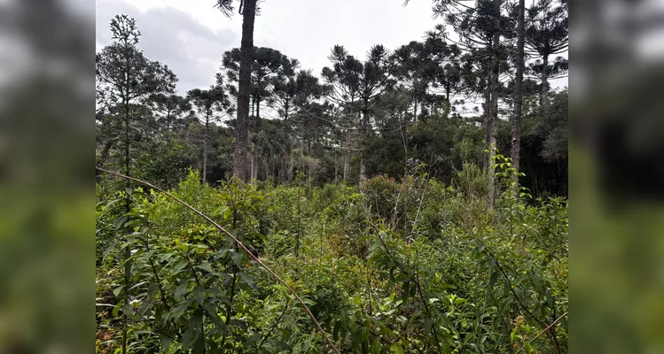 Dono de terreno usa madeira de corte irregular para construir casa e é multado no PR