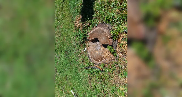 Dono de terreno usa madeira de corte irregular para construir casa e é multado no PR