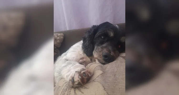 Tutora pede ajuda para encontrar cachorrinha perdida no Contorno, em PG