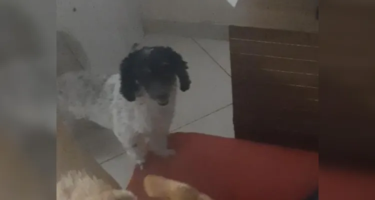 Tutora pede ajuda para encontrar cachorrinha perdida no Contorno, em PG