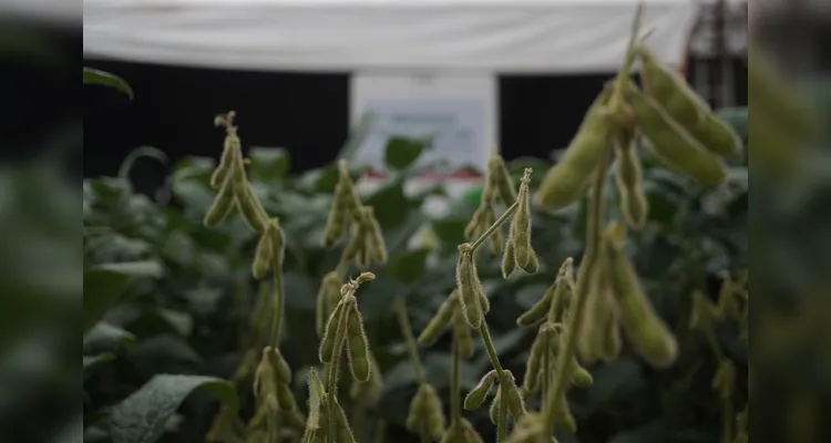 Evento é realizado anualmente na Estação Experimental em Ponta Grossa