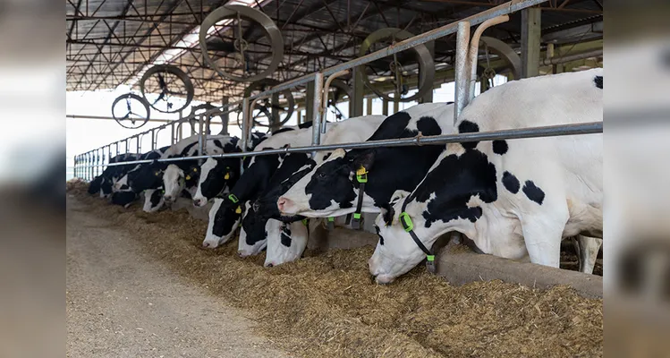 A tecnologia é desenvolvida pela empresa brasileira Cowmed.