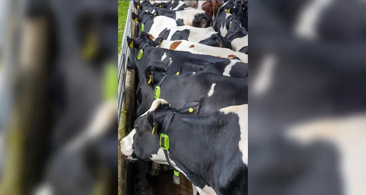 A tecnologia é desenvolvida pela empresa brasileira Cowmed.